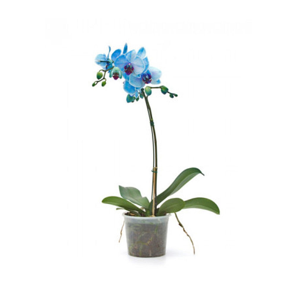 Orquidea Phalaenopsis Azul Pote 12 - hiperideal